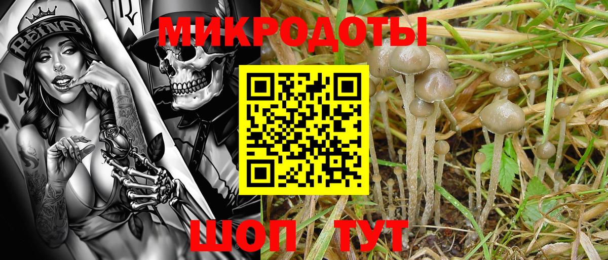 Галлюциногенные грибы Psilocybine cubensis Валуйки